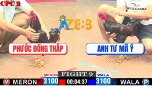 Trận 9 CPC2 4/5/2025 - Gà Điều Anh Tư Mã Ý Đá Nhảy Như Cương Thi