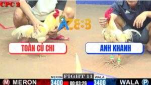 Trận 11 CPC2 4/6/2025 - Úa Cọp Anh Toàn Tiền Bướm Anh Khanh Nhập Thổ