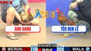Trận 15 CPC2 1/6/2025 - Gà Cú Anh Danh Xử Gọn Điều Anh Tèo Đen Lê