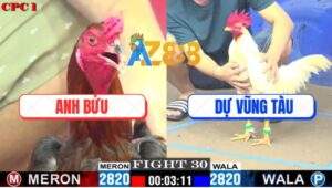 Trận 30 CPC1 5/6/2025 - Gà Phèn Anh Bửu Đâm Bướm Lọt Chết Xong Bỏ Chạy