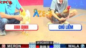 Trận 5 CPC2 8/6/2025 - Gà Cú Chú Liêm Bắt Bướm Không Trượt Phát Nào