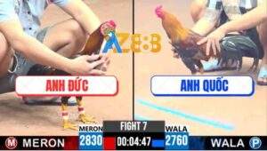 Trận 7 CPC2 4/6/2025 - Gà Điều Anh Quốc Chưa Kịp Dỡ Giờ Đã Nằm 1 Đống