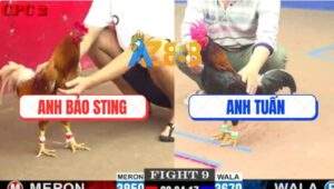 Trận 9 CPC2 6/6/2025 - Khét Cọp Anh Bảo Sting Đâm Cựa Quá Nghiệt