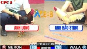 Trận 10 CPC2 16/7/2025 - Điều Anh Long Gãy Giò Đá Úa Bảo Sting Bỏ Chạy