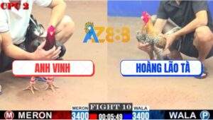 Trận 10 CPC2 2/7/2025 - Gà Điều Đâm Gà Cú Hoàng Lão Tà Thở Không Kịp