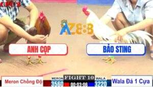 Trận 10 CPC2 27/7/2025 - Bướm Hiệu Bảo Sting Nhỏ Ký 1 Cựa, 1 Đá Lụm Xổ