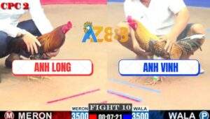 Trận 10 CPC2 4/7/2025 - Gà Cú Anh Vinh Đá Tắt Điên Điều Cọp Anh Long