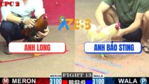 Trận 13 CPC2 16/7/2025 - Úa Hiệu Bảo Sting Đâm Cựa Không Kịp Nhìn