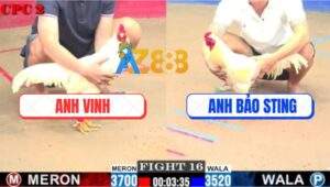 Trận 16 CPC2 20/7/2025 - Gà Anh Vinh Đá Gà Bảo Sting Kêu Miệng Phút 90