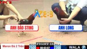 Trận 18 CPC2 16/7/2025 - Điều Bông Bảo Sting 1 Mắt Vẫn Hạ Gà Anh Long