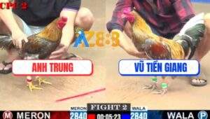 Trận 2 CPC2 23/7/2025 - Gà Cú Anh Trung Bị Đâm Bể Trứng Dái Bay Bồ