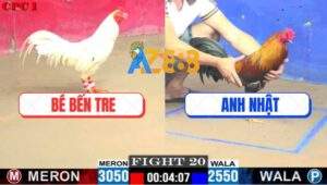 Trận 20 CPC1 28/7/2025 - Bướm Hiệu Anh Bé Lên Lớp Đá Gà Điều La Làng