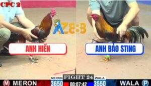 Trận 24 CPC2 20/7/2025 - Điều Cọp Bảo Sting Hạ Sát Đối Thủ Nhanh Gọn