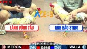 Trận 24 CPC2 9/7/2025 - Bướm Thái Mỹ Đá Bướm Hiệu Bảo Sting Tai Biến