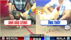 Trận 25 CPC2 9/7/2025 - Chuối Cổ Lôi Anh Bảo Sting Chưa Đá Đã Nằm