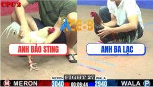 Trận 27 CPC2 16/7/2025 - Gà Anh Ba Lạc Đá Bướm Hiệu Bảo Sting Nằm Đống