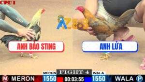 Trận 4 CPC1 7/7/2025 - Gà Mái Lại Hạ Chuối Nhập Anh Bảo Sting