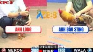 Trận 7 CPC2 16/7/2025 - Anh Long Và Anh Bảo Sting Bất Phân Thắng Bại
