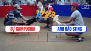 Trận 8 Bồ Ton Hon 6/7/2025 - Bướm Bảo Sting Kém 3 Chấm Đá Bự Như Con