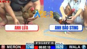 Trận 8 CPC1 7/7/2025 - Anh Bảo Sting Thả Con Tép Bắt Con Tôm