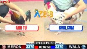 Trận 9 CPC1 3/7/2025 - Gà Bướm GVUI Bị Dí Bạc Đâm Đối Thủ Chết Tươi