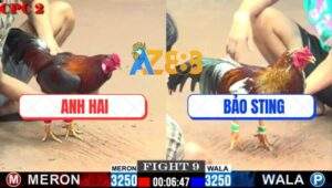 Trận 9 CPC2 27/7/2025 - Điều Bông Anh Bảo Sting Tải Của Quá Tốt