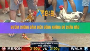 Trận 18 CPC5 23/8/2025 - Gà Bướm Đá Quá Lực, Lên 2 Thành Cồng