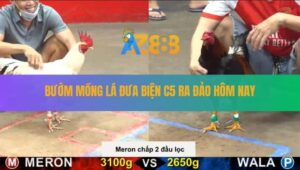 Trận 30 CPC5 23/8/2025 - Gà Bướm Đang Áp Đảo, Quay Xe Báo Hại Hàng Sáo