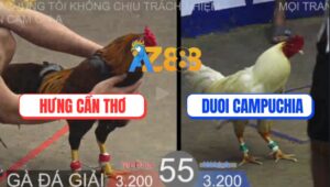 Trận 55 TonHon 27/8/2025 - Gà Khét Anh Hưng Cần Thơ Có Chân Xạo Lờ