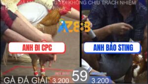 Trận 59 TonHon 27/8/2025 - Anh Bảo Sting Bị Anh Đi Campuchia Gạt Giò