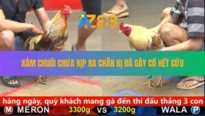 Trận 8 CPC5 30/8/2025 - Gà Cú Đá Đúng 1 Cước Đem Chuối Đi Cúng