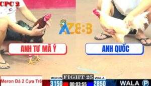 Trận 25 CPC2 1/8/2025 - Gà Bảo Sting Vô Là Té, Thả Giùm 3 Đá Là Có Kem