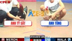 Trận 28 CPC2 3/8/2025 - Gà Que Anh Tý Sắt Đâm Vàng Bông Bỏ Chạy Mau Lẹ