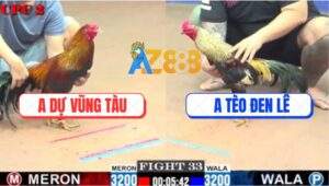 Trận 33 CPC2 3/8/2025 - Gà Anh Dự Đâm Chuối Đen Không Trượt Phát Nào