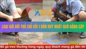 Trận 7 CPC5 12/8/2025 - Điều Chân Xanh Đá 1 Cái Điều Chân Vàng Tàn Phế