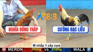 Trận 13 CPC5 17/9/2025 - Gà Chuối Nhỏ Hơn 8 Chấm Sút Gà Điều Bay Bồ