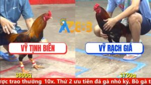 Trận 4 CPC5 11/9/2025 - Gà Điều Anh Vỹ Đá Đúng 1 Chân Lấy Mạng Đối Thủ