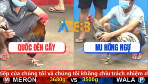 Trận 5 CPC5 25/9/2025 - Xám Cú Anh Nu Vô Dàn Trong Đâm Điều Bay Bồ