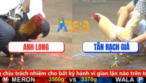 Trận 6 CPC5 25/9/2025 - Que Cọp Anh Long Bao Bồ Siết Gà Úa Què Giò