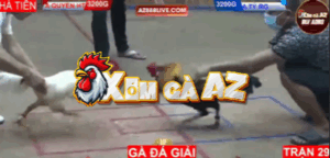 Trận 29 Bồ Hà Tiên 30/10/2025 - Gà Đá Giải Tại Bồ Xà Xía Hà Tiên