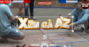 Trận 40 Bồ Hà Tiên 30/10/2025 - Kiểm Cà Mau Đụng Điều Cọp Và Cái Kết