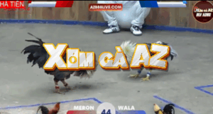 Trận 44 Bồ Hà Tiên 30/10/2025 - Nu Đồng Tháp Được Cho Dư 2 Chấm Và Cái Kết