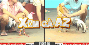 Trận 16 CPC6 31/10/2025 - Gấu Bến Tre Phục Thù Ton Tiền Giang Thành Công