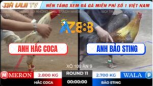 Trận 11 TonHon 18/10/2025 - Bảo Sting Tiếp Tục Thất Thủ Trước Anh Hắc