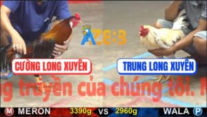 Trận 12 CPC5 17/10/2025 - Gà Bướm Nhỏ Mà Chấp Ngông, Bị Điều Đá Te Tua