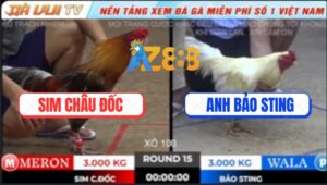 Trận 15 TonHon 18/10/2025 - Anh Sim Châu Đốc Hạ Bảo Sting Lần Thứ 2