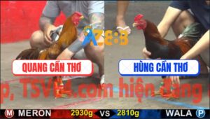 Trận 19 CPC5 17/10/2025 - Điều Cọp Anh Hùng Cần Thơ Dập Như Máy Khâu