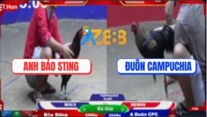 Trận 25 TonHon 18/10/2025 - Anh Đuôn Thua Bảo Sting, Ném Gà Giữa Sới