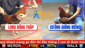 Trận 5 CPC5 2/10/2025 - Điều Xanh Anh Cường Vung Chân Gà Vàng Tắt Nắng