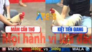 Trận 8 CPC5 21/10/2025 - Gà Bướm Anh Kiệt Tiền Giang Bị Đâm Như Cái Rổ